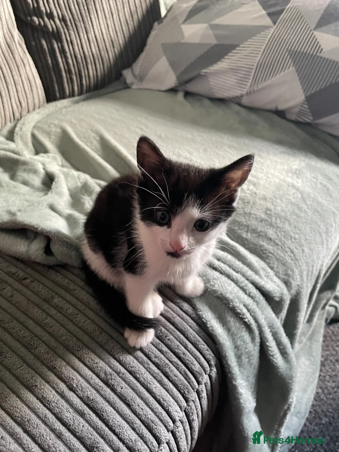 Mixed Breed cats for sale: 3 beautiful short haired kittens for sale  in Eastbourne - Advert 2