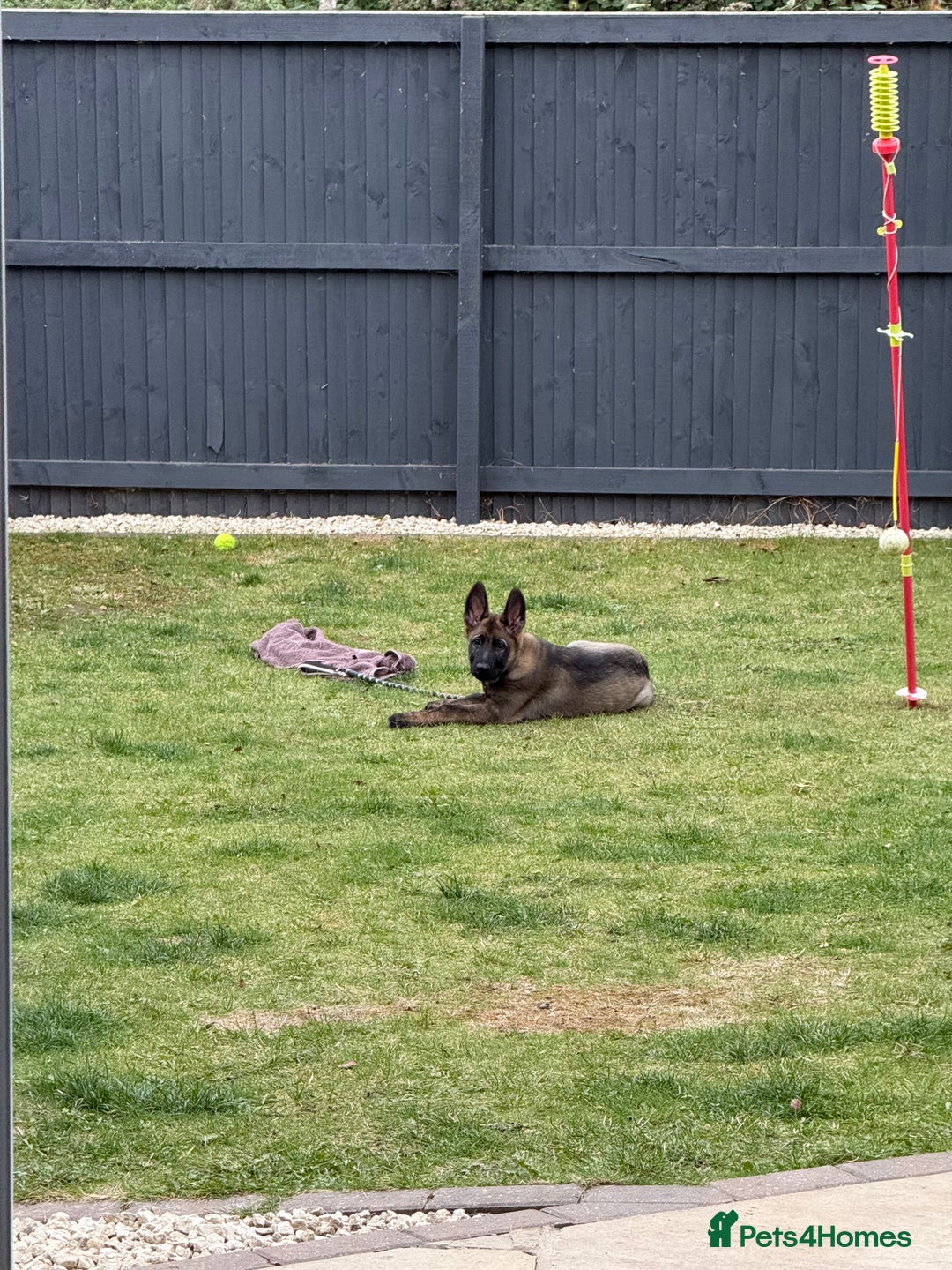 German Shepherd dogs for sale: Stunning Working line German Shepherd - Advert 21