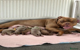 American Bully dogs for sale: Stunning pocket bullie’s  - Image 1