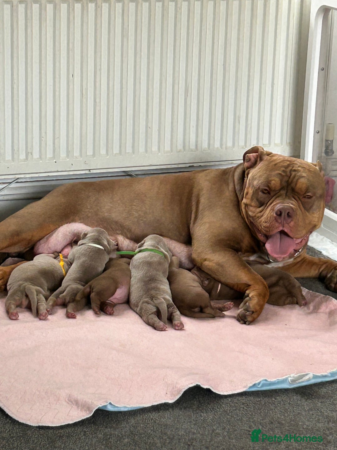American Bully dogs for sale: Stunning pocket bullie’s  - Image 1