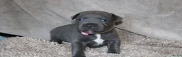 Staffordshire Bull Terrier dogs for sale: KC Staffords | Blue & Black | Champion Bloodlines - Advert 28