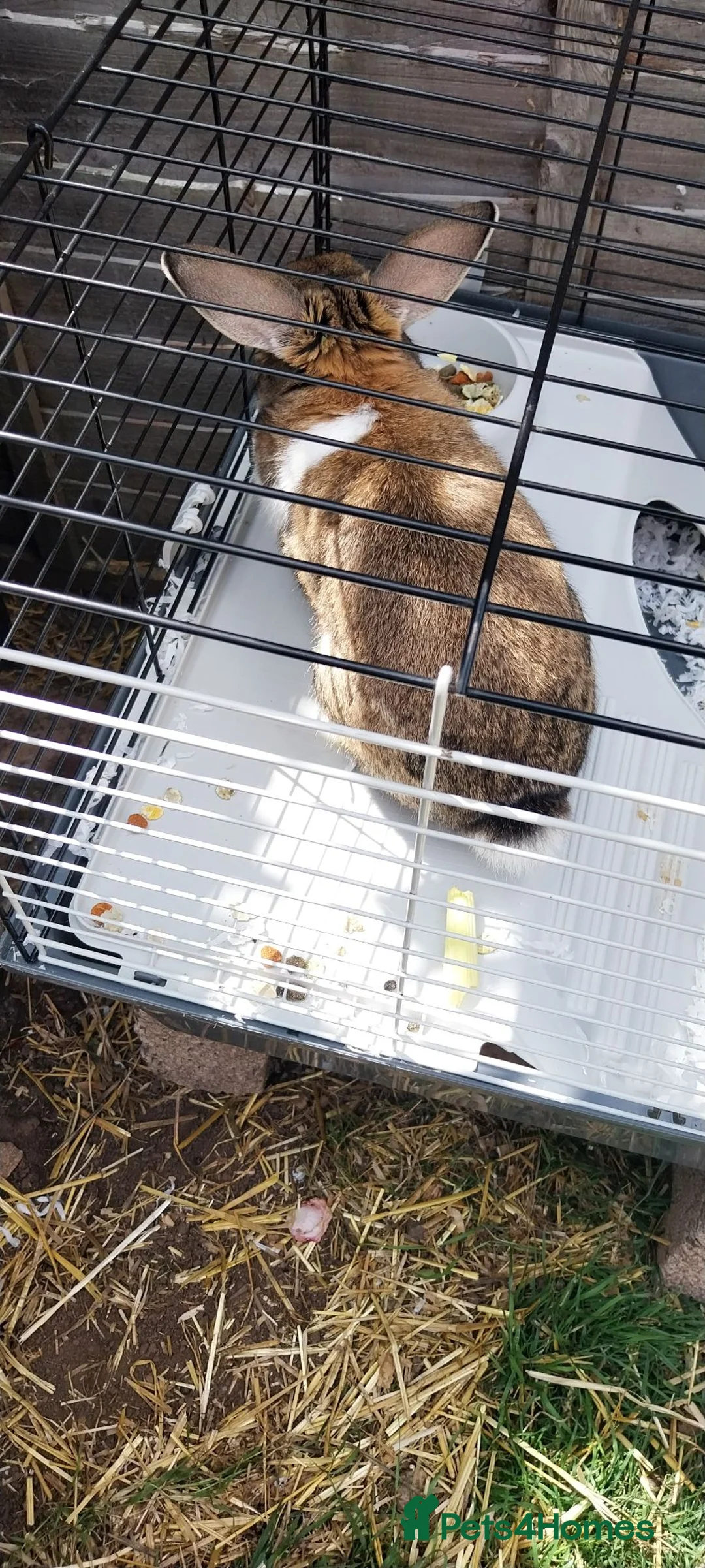 Mini Lop rabbits for sale: Stunning mini Lop Male  - Advert 3