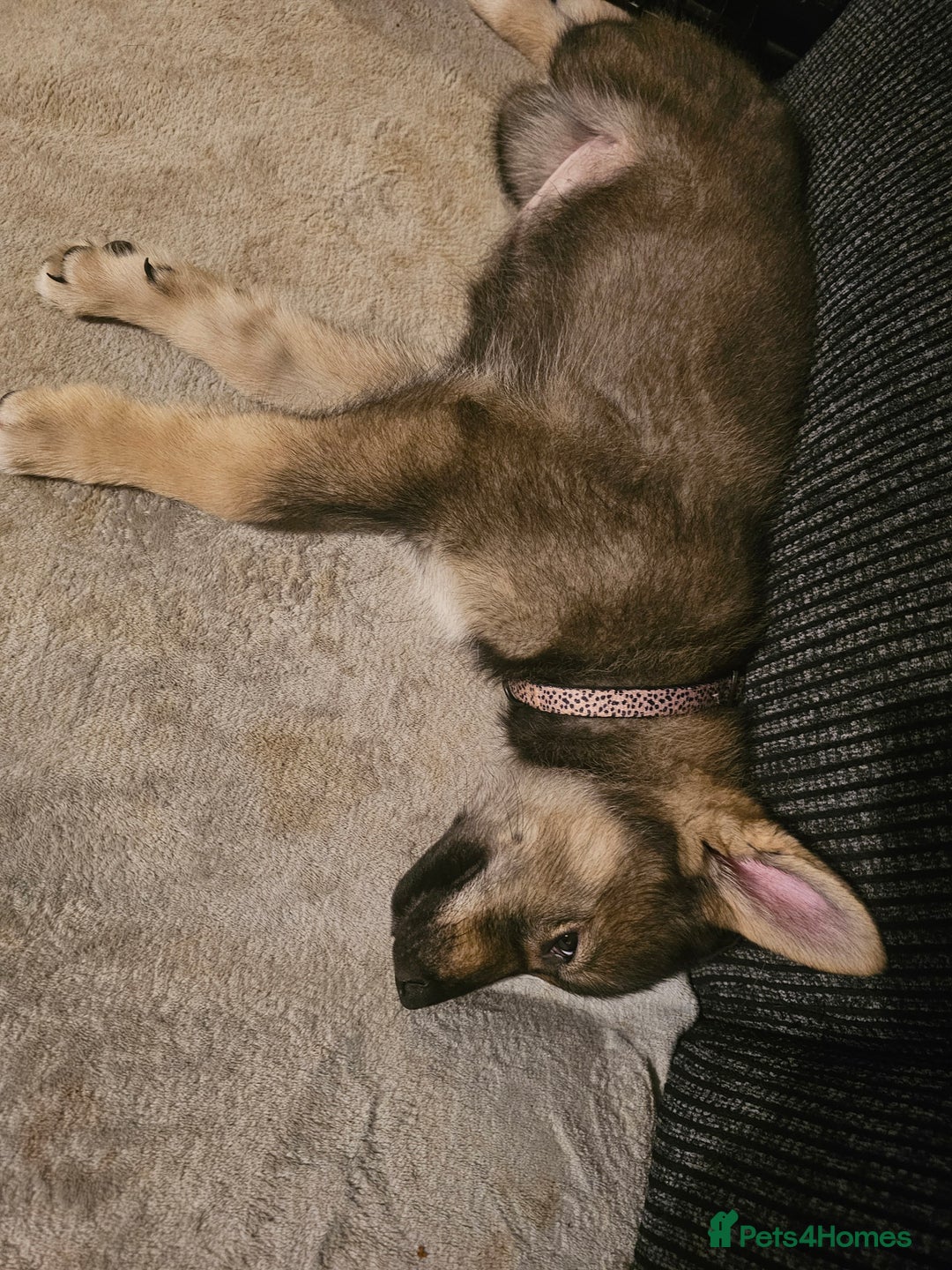 Mixed Breed dogs for sale: Husky × German Shepherd / Malamute Puppies - Advert 14