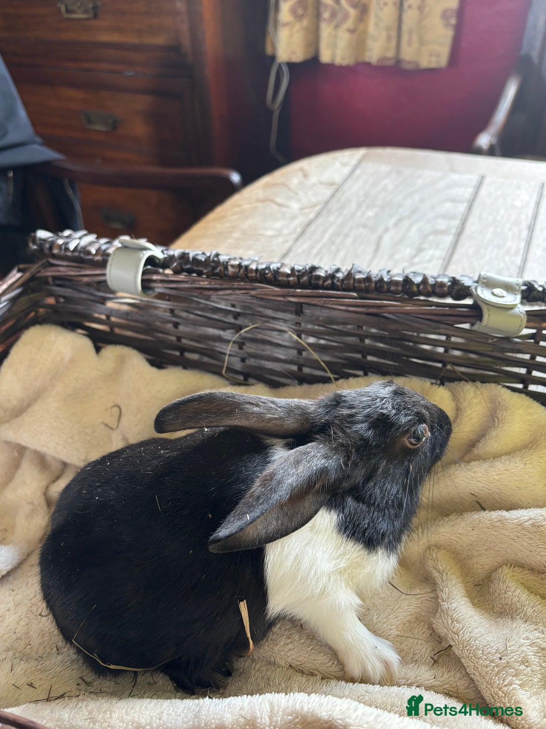 English Lop rabbits for sale: Beautiful English rabbits for sale  - Image 9
