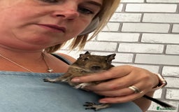 Degus rodents for sale: 2 boy Degus - Image 2