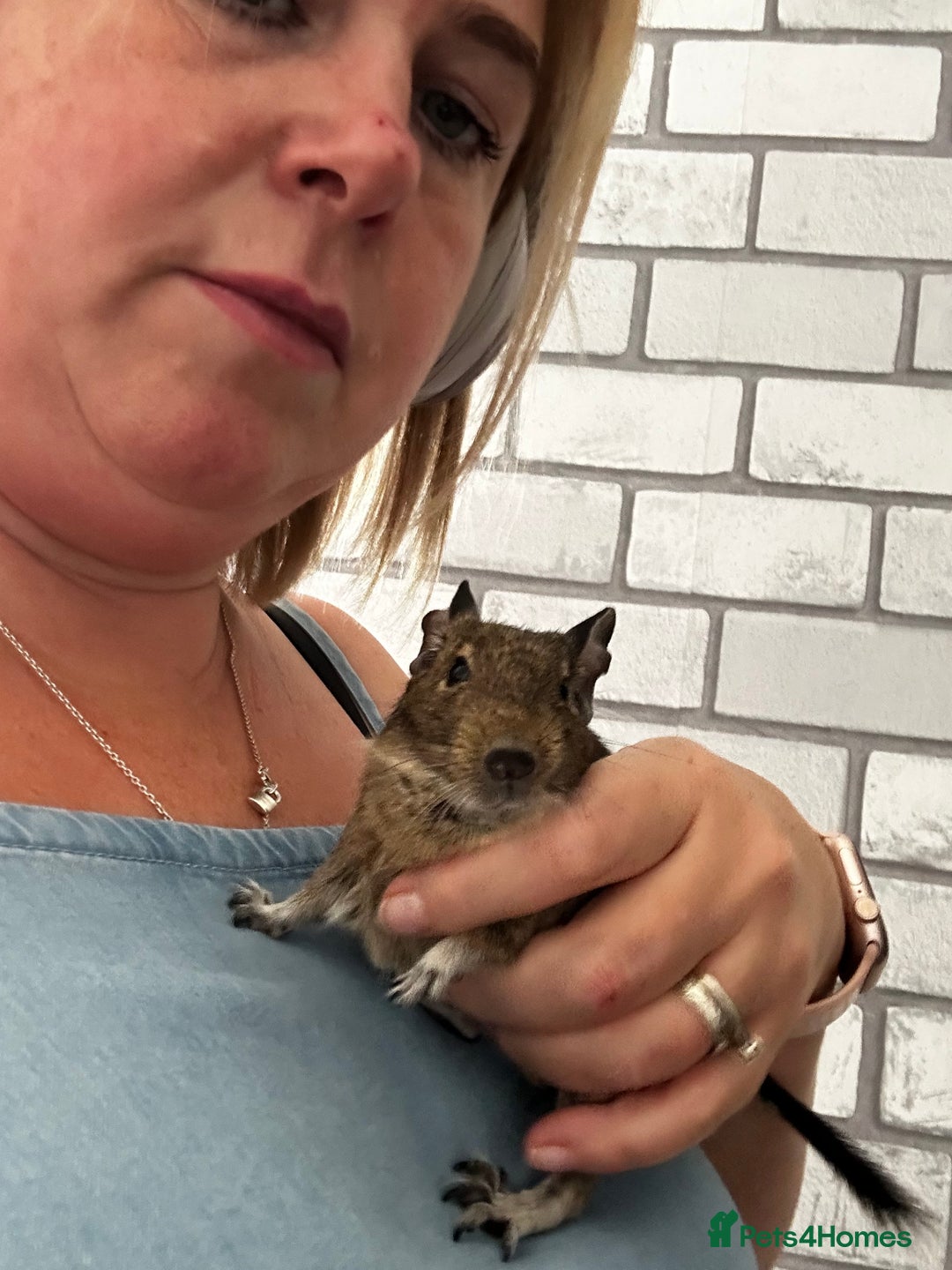 Degus rodents for sale: 2 boy Degus - Image 2