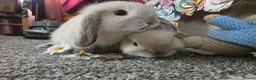 Mini Lop rabbits for sale: Mini Lop - Advert 6