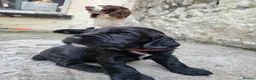 Sprocker dogs for sale: Beautiful, healthy Spaniel puppies. in Dover - Advert 13