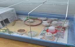 Quail poultry for sale: Chinese Painted Quail (button quail) - Image 2
