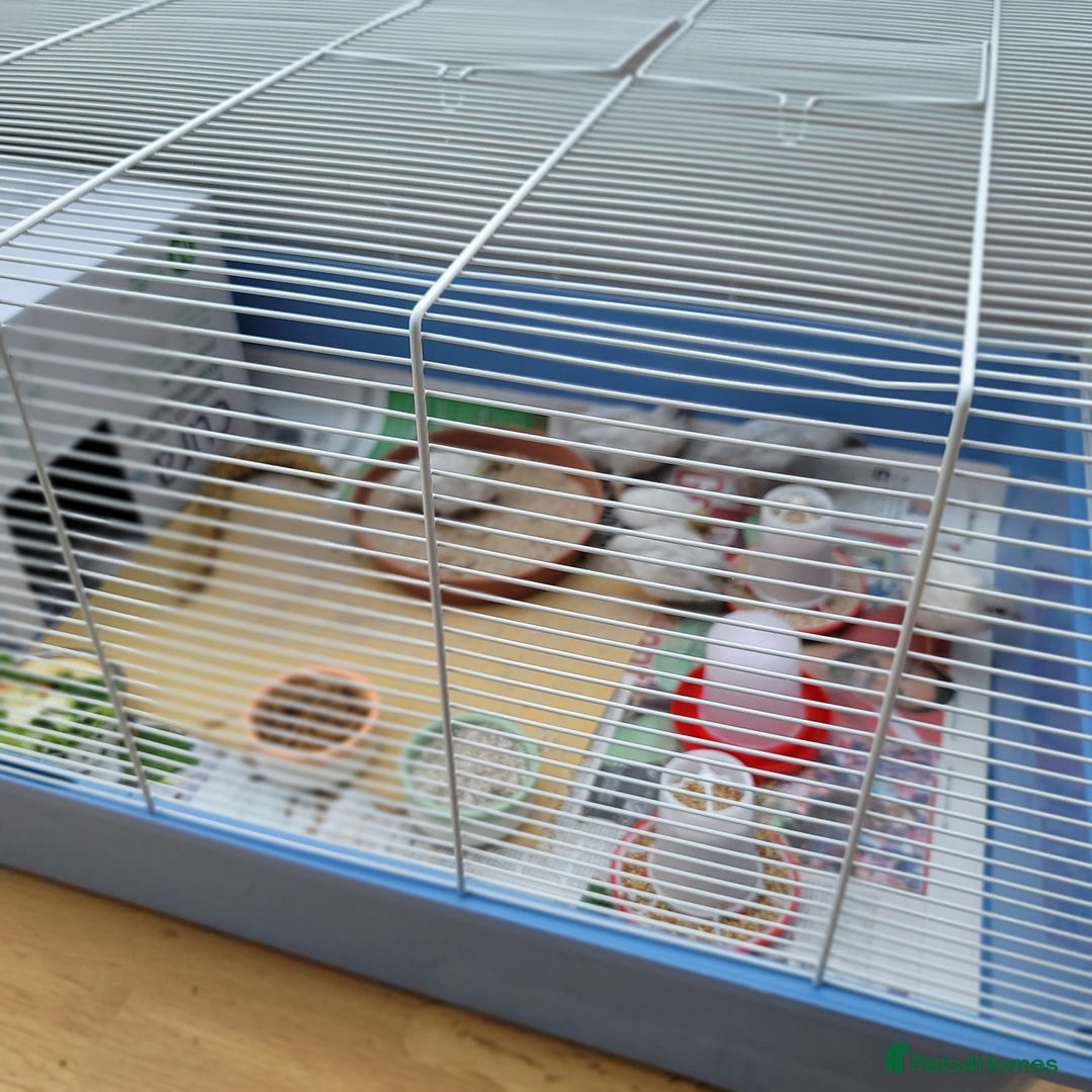 Quail poultry for sale: Chinese Painted Quail (button quail) - Image 2