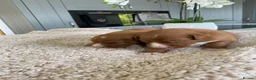 Nova Scotia Duck Tolling Retriever dogs for sale: Fantastic nova pups  - Advert 2