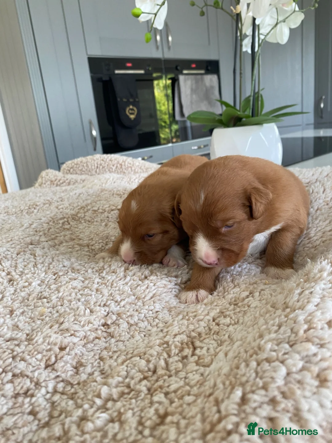 Nova Scotia Duck Tolling Retriever dogs for sale: Fantastic nova pups  - Advert 2