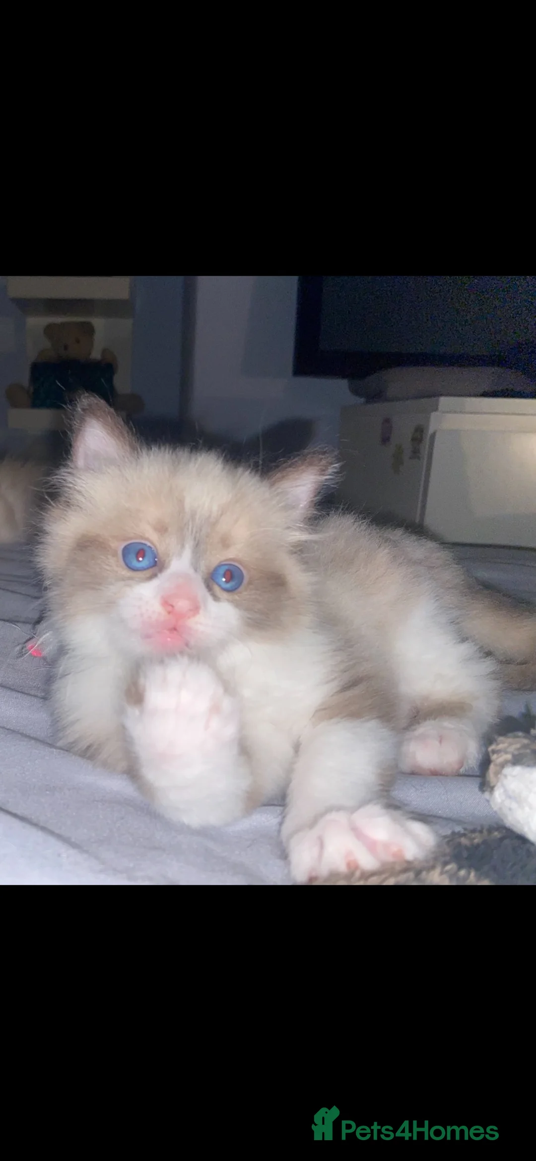Ragdoll cats for sale: 1 beautiful male ragdoll kitten(ready now!) - Advert 2