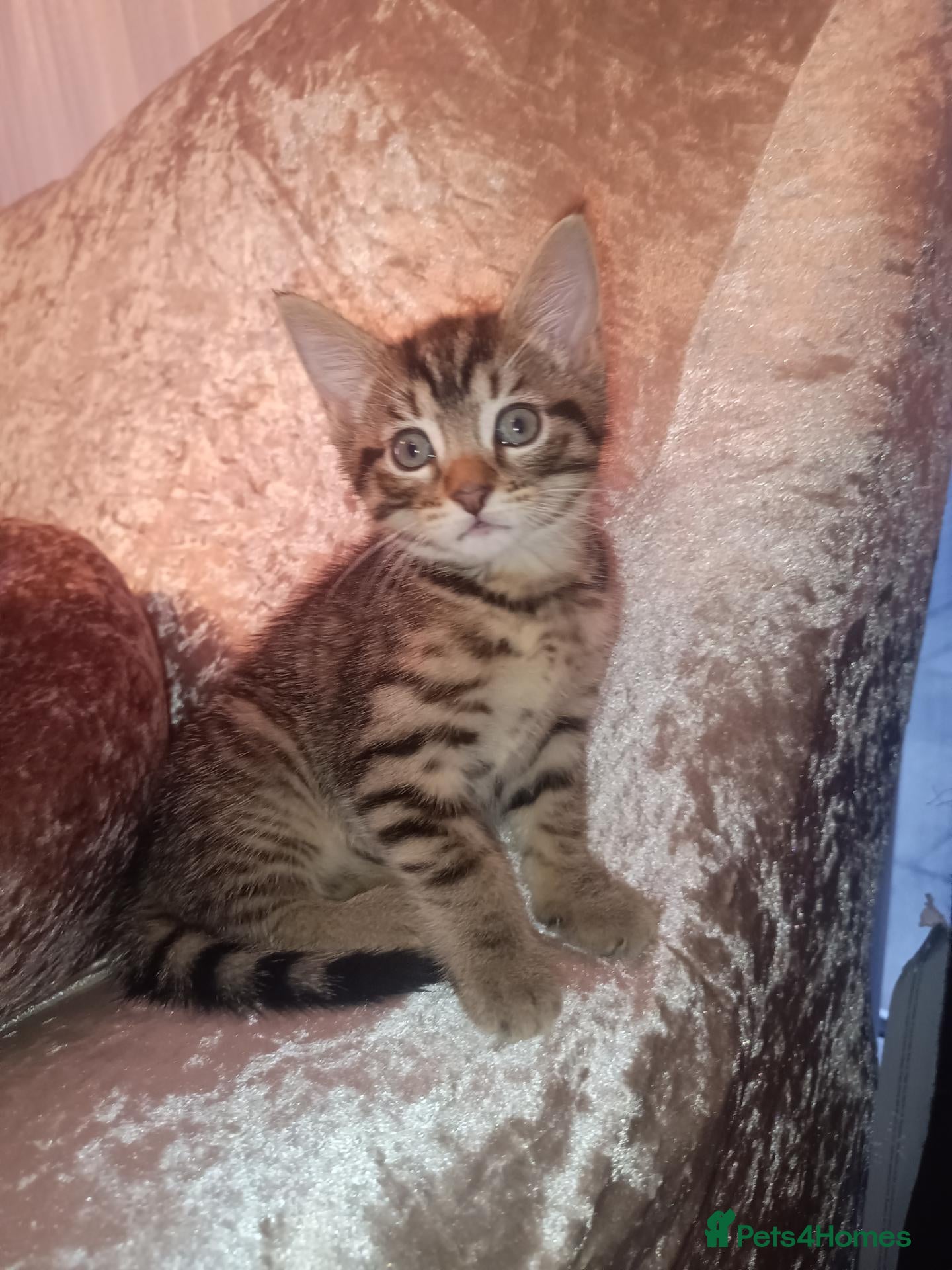 Mixed Breed cats Female tabby and black boy - Advert 15