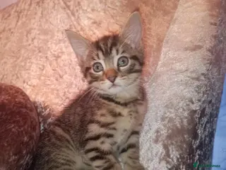 Mixed Breed cats Female tabby and black boy - Advert 15
