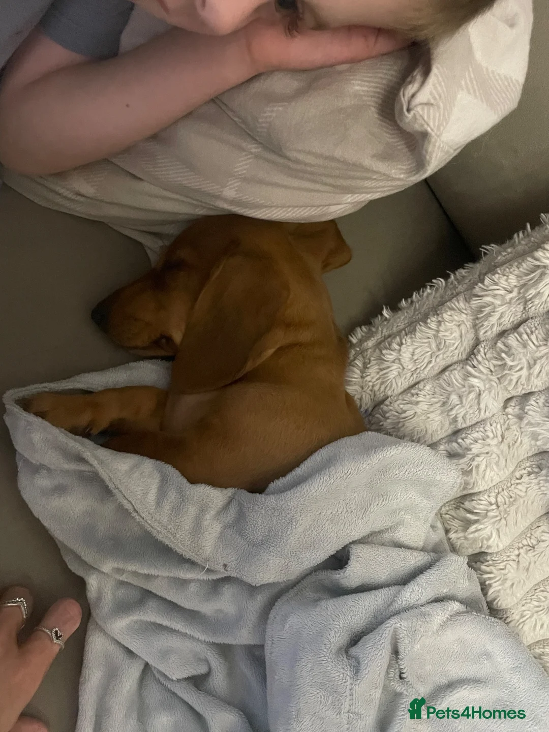 Miniature Dachshund dogs for sale: For sale miniature dachshund  in Carlisle - Advert 3