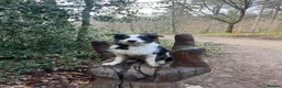 Border Collie dogs for sale: Border collie pups - Advert 15