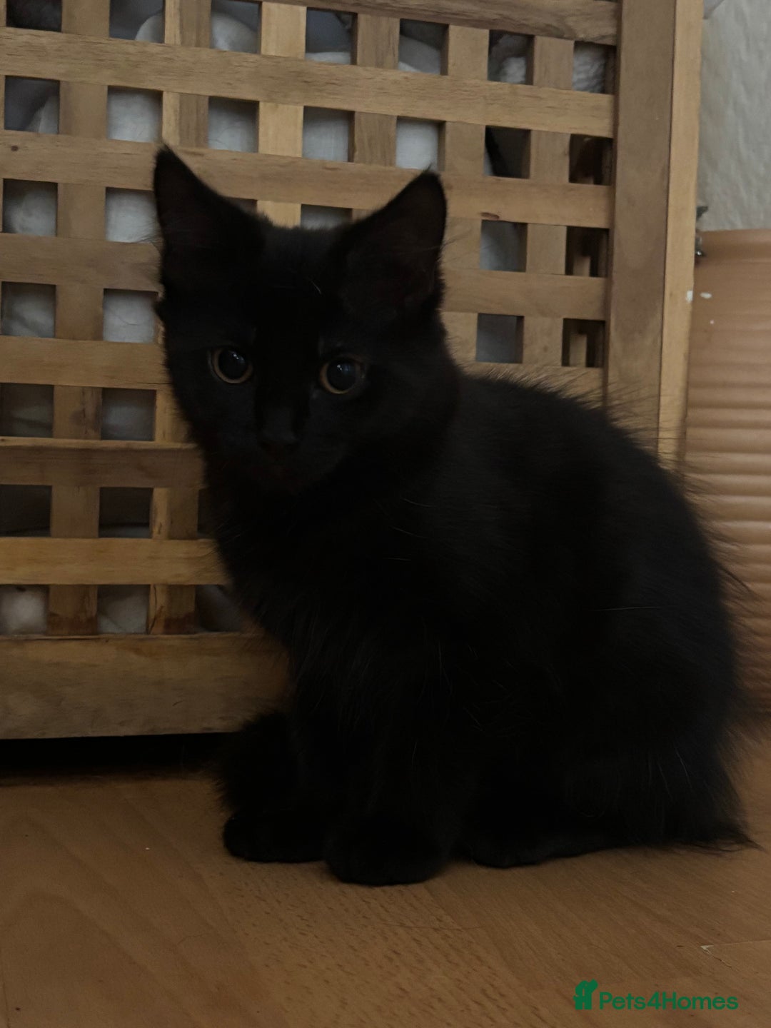 Mixed Breed cats for sale: 3 Kittens ready ASAP  - Image 4