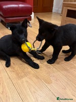 German Shepherd dogs KC Reg Working Line GSD pups. - Advert 11