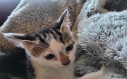 Mixed Breed cats for sale: 4 beautiful little kittens  - Image 14