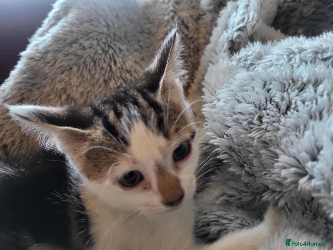Mixed Breed cats for sale: 4 beautiful little kittens  - Image 14