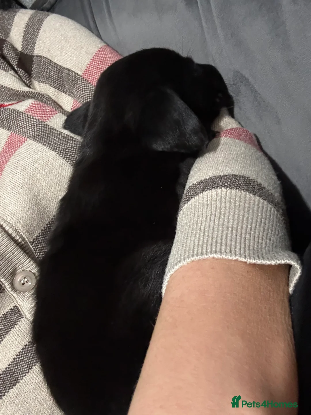 Labrador Retriever dogs for sale: Labrador retriever  - Advert 8