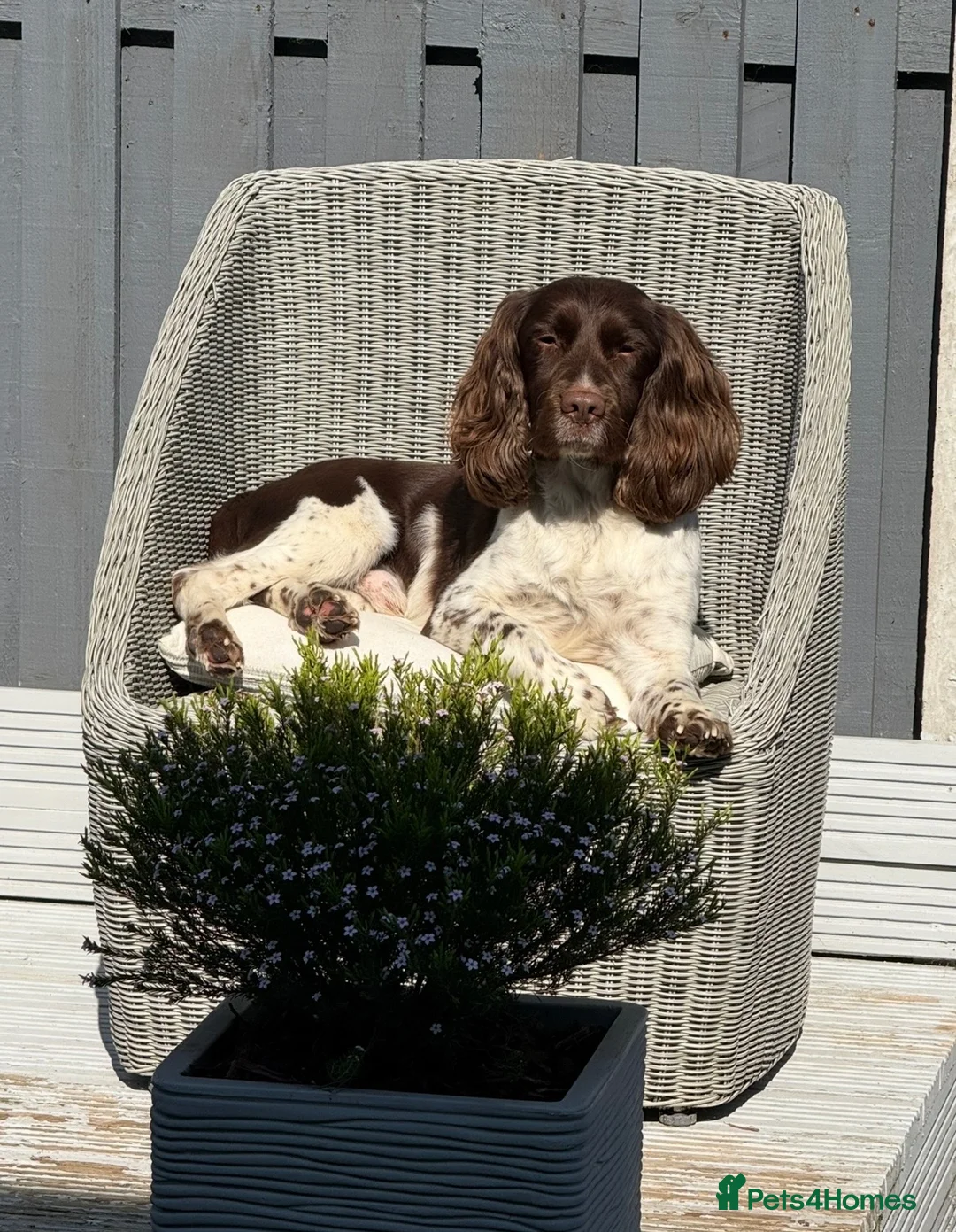 English Springer Spaniel dogs for sale: 🐶 KC 6 YEAR OLD SPRINGER SPANIEL 🐶 - Advert 1