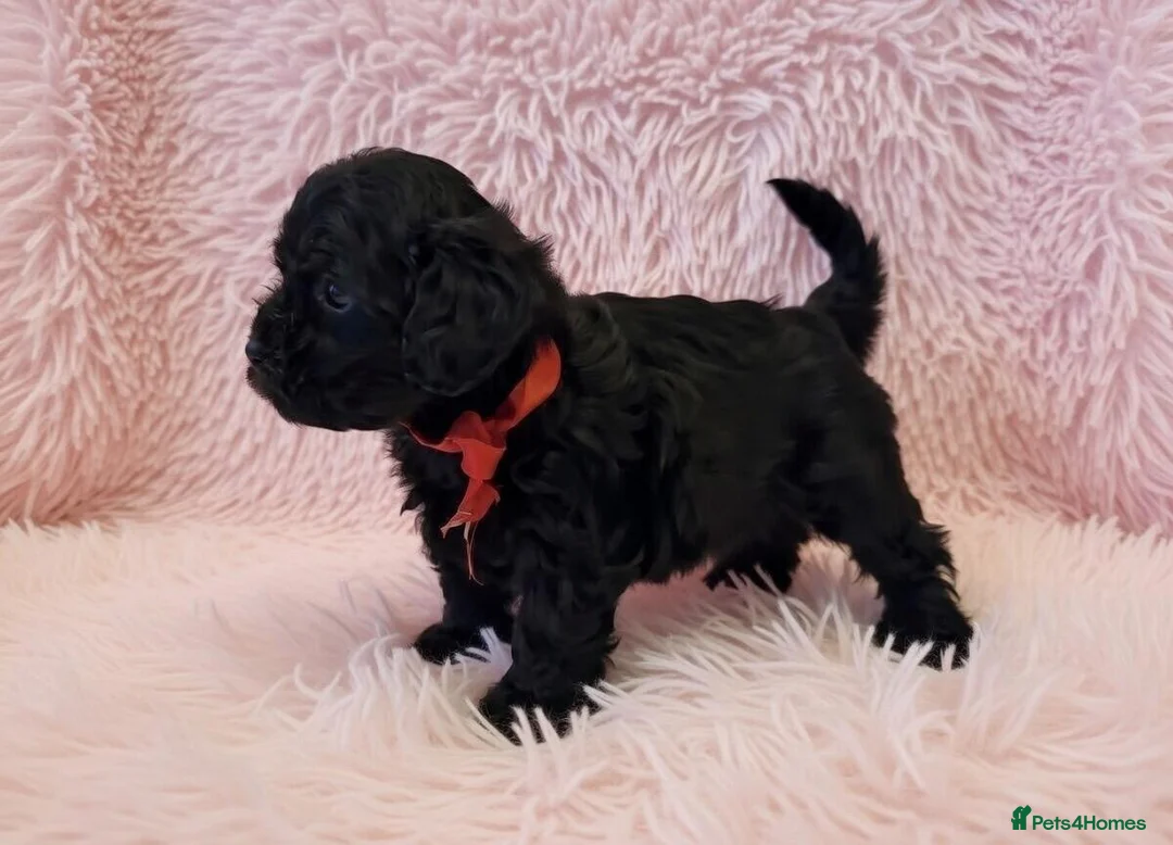 Maltipoo dogs for sale: Teddy bear Maltipoos, DNA Health tested - Advert 9