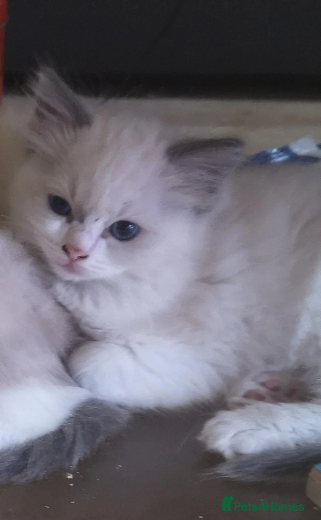Ragdoll cats for sale: GCCF registered Ragdoll kittens for sale  - Advert 12