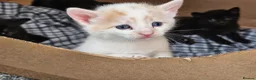 Mixed Breed cats for sale: 4 beautiful kittens in Middlesbrough - Advert 7