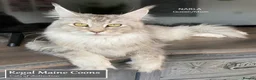 Maine Coon cats for sale: TICA Pedigree Champion Line Maine Coon babies  - Advert 2