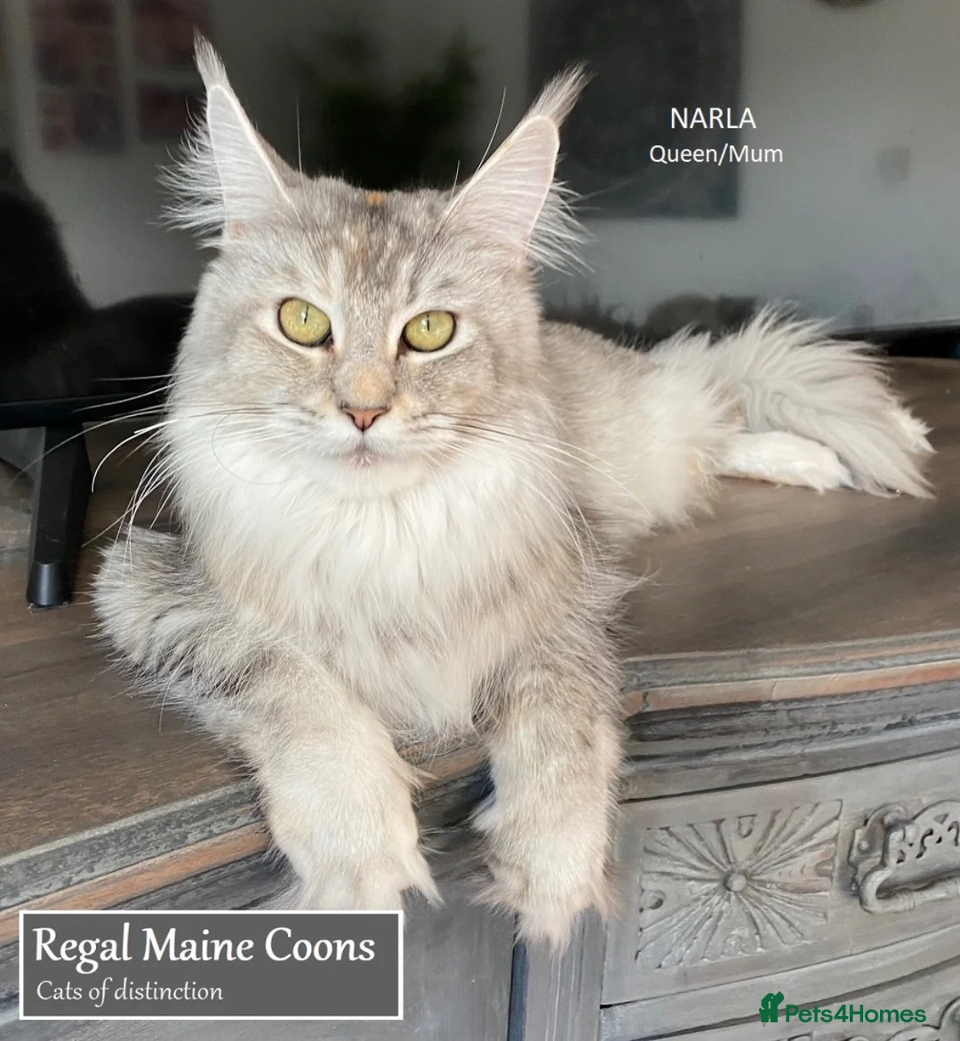Maine Coon cats for sale: TICA Pedigree Champion Line Maine Coon babies  - Advert 2
