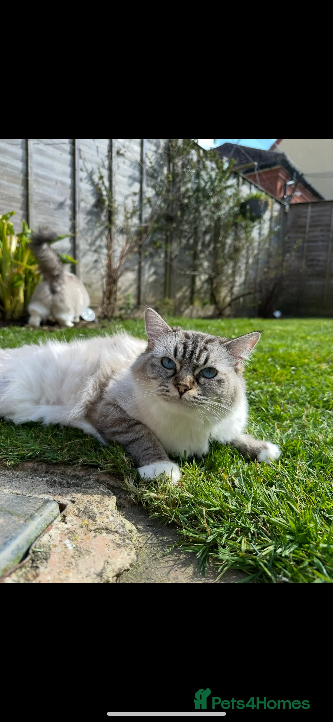Ragdoll cats for sale: Active GCCF-registered Tabby Ragdoll  - Advert 3