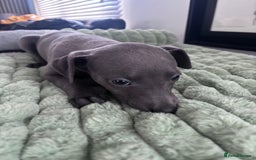 Whippet dogs for sale: Blue whippets  - Image 3