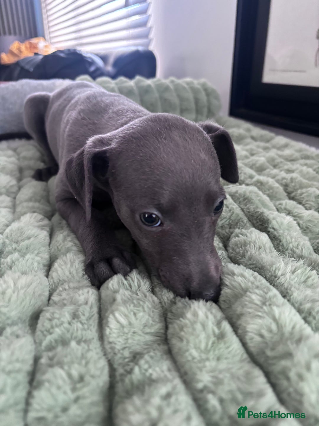 Whippet dogs for sale: Blue whippets  - Image 3