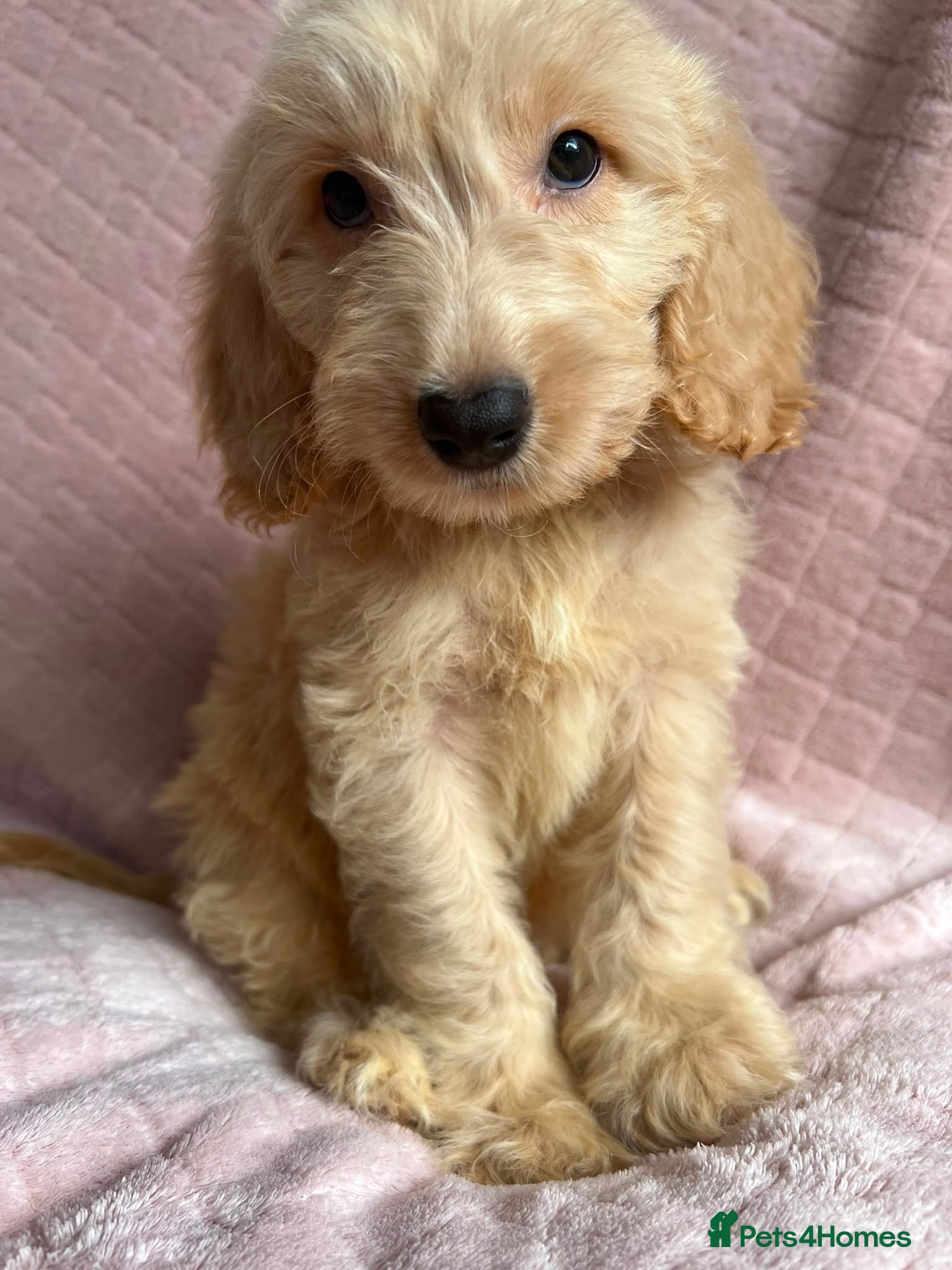 Cockapoo dogs  Cockapoo puppies  - Advert 15