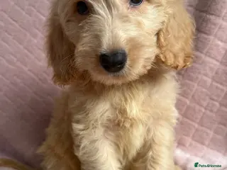 Cockapoo dogs Cockapoo puppies - Advert 15