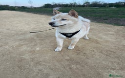 Japanese Shiba Inu dogs for sale: Japanese Shiba Inu puppy - Image 2