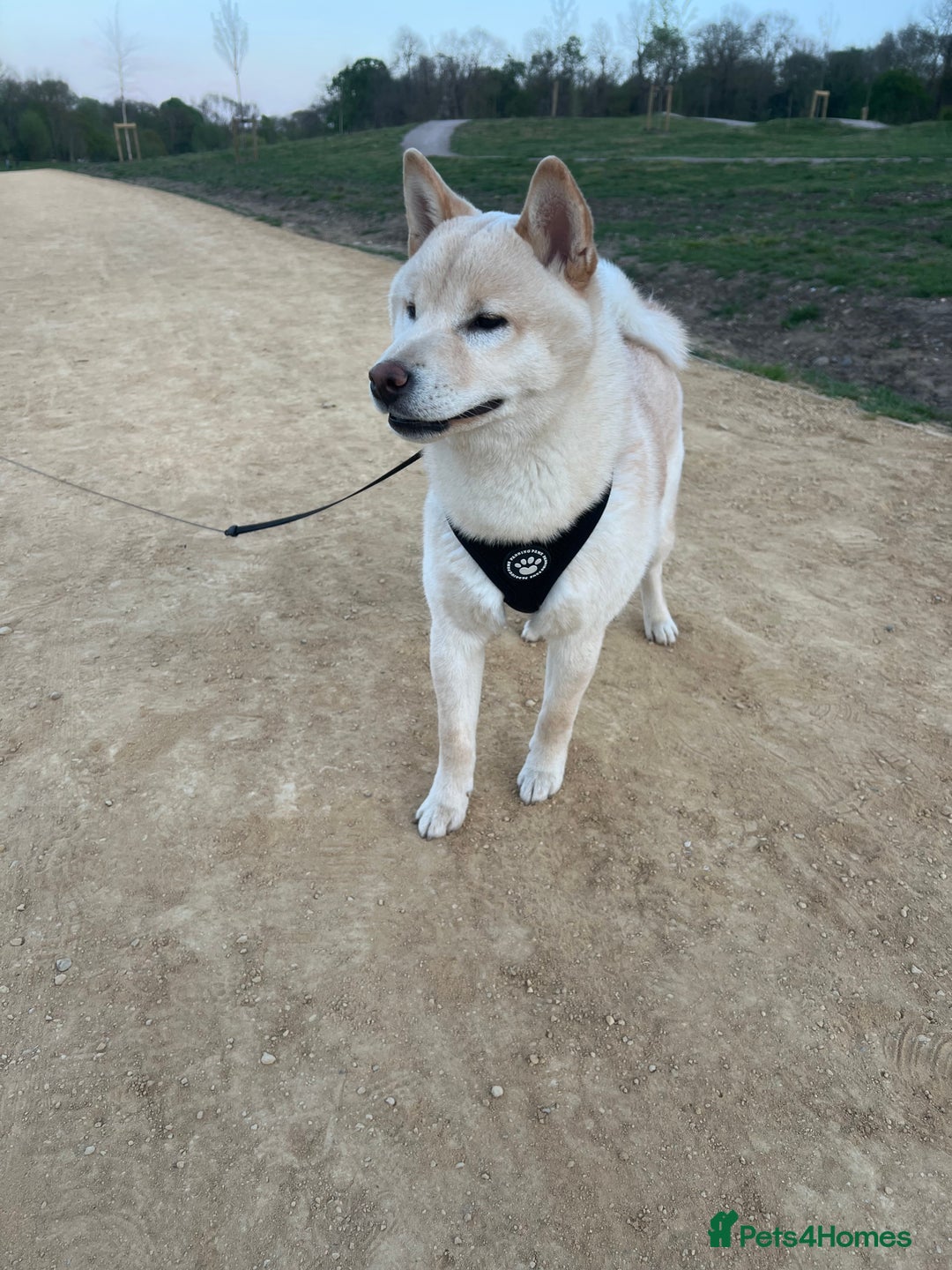 Japanese Shiba Inu dogs for sale: Japanese Shiba Inu puppy - Image 2