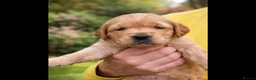 Golden Retriever dogs for sale: Fox red golden retriever puppies  - Advert 4