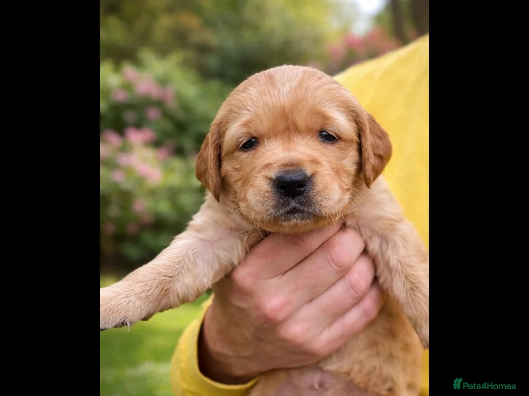 Golden Retriever dogs for sale: Fox red golden retriever puppies  - Advert 4