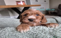 Cockapoo dogs for sale: QUALITY F1 COCKAPOOS - Image 5