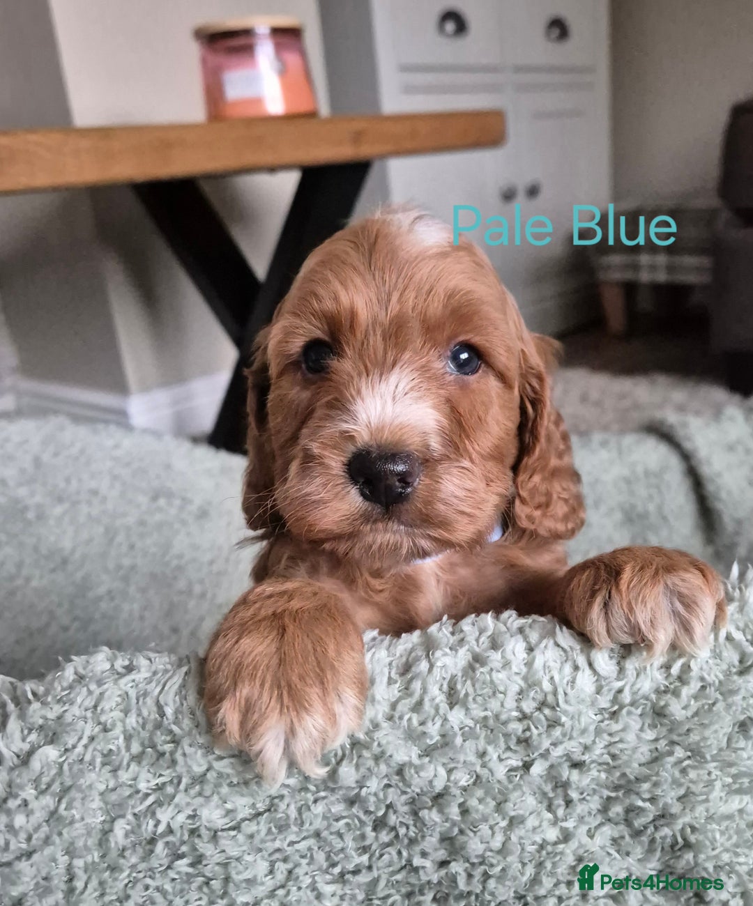 Cockapoo dogs for sale: QUALITY F1 COCKAPOOS - Image 5