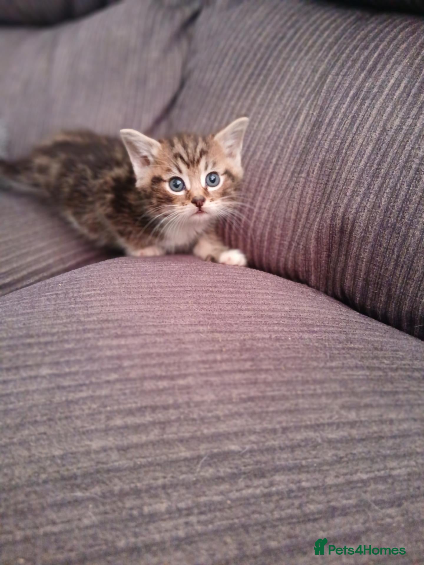 Maine Coon cats Beautiful cross kittens  - Advert 10