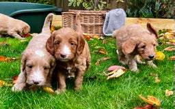 Double Doodle dogs for sale: Beautiful Double Doodle Puppies - Image 2