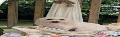 Maltese 1