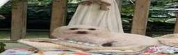 Maltese dogs for sale: 🌸 Adorable mature Ladies 🌸 in Bishop's Stortford - Advert 3