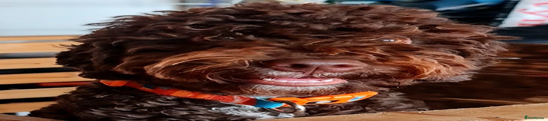 Lagotto Romagnolo Puppy 9