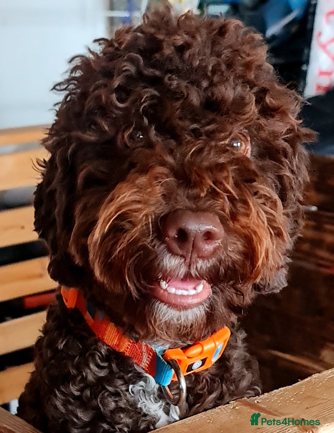 Lagotto Romagnolo dogs for sale: Lagotto Romagnolo - The Best breed ever  - Image 1
