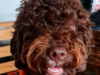 Lagotto Romagnolo dogs - Advert 5